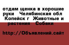 отдам щенка в хорошие руки - Челябинская обл., Копейск г. Животные и растения » Собаки   